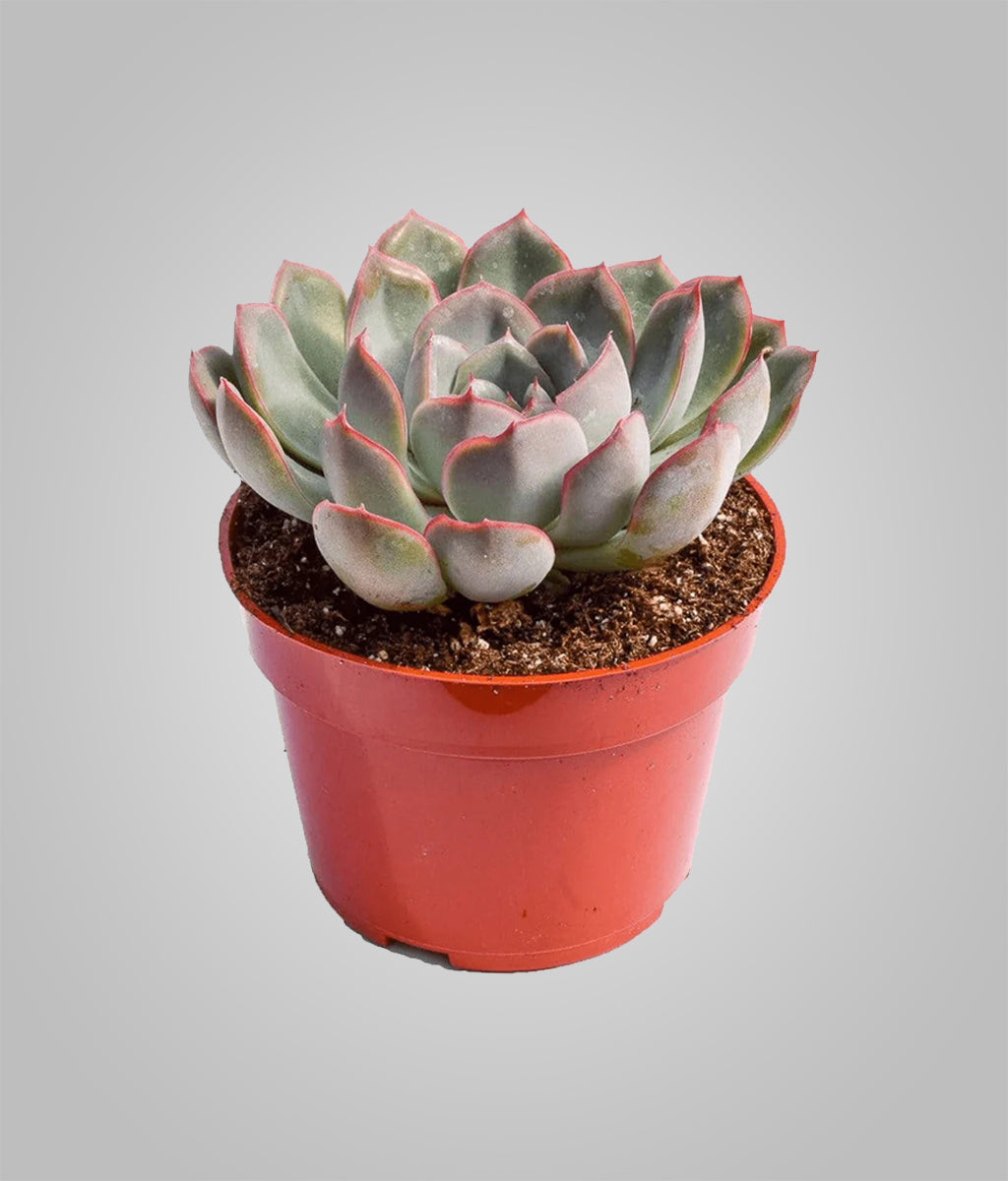 Echevenia Succulent