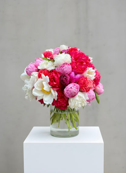 Peony Reverie