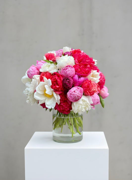 Peony Reverie