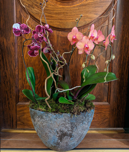 Phalaenopsis Orchid Planter