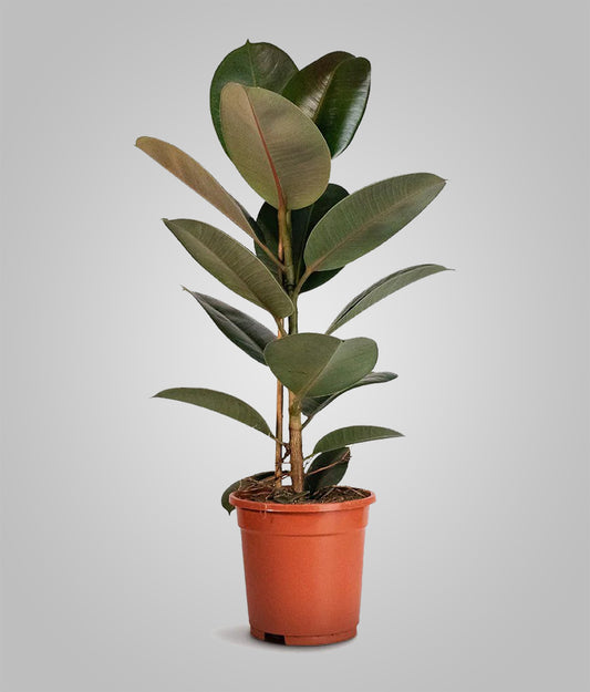Ficus Elastica (Rubber Plant)