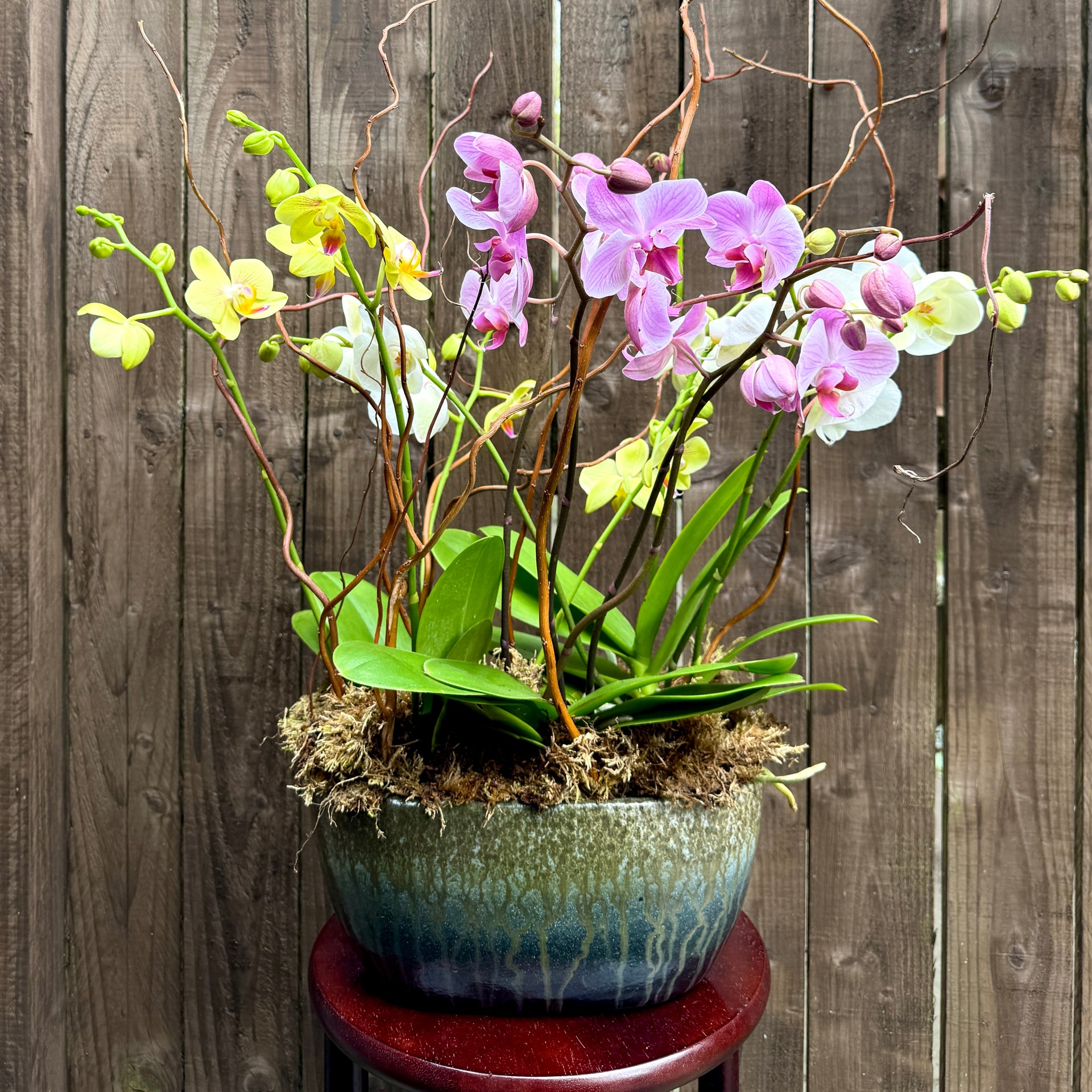 orchid plant pots uk Phalaenopsis Orchid Planter