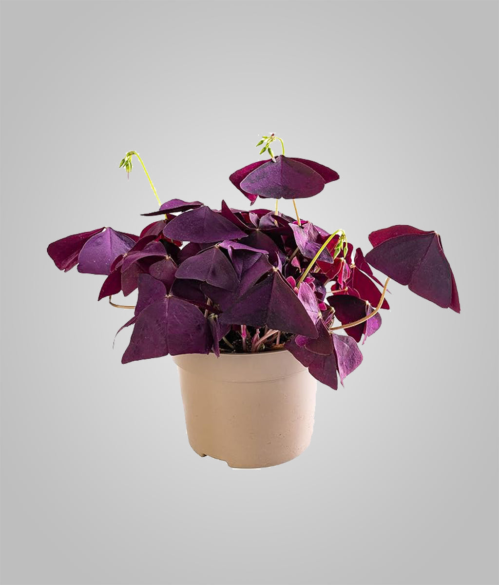 Oxalis